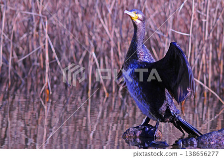 Cormorant spreading wings Cormorant spreading wings 138656277