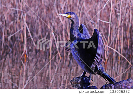 Cormorant spreading wings Cormorant spreading wings 138656282