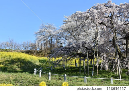 福島縣三春町的瀧櫻和藍天：春日里垂枝櫻花盛開的景象。 138656337