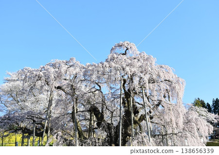 福島縣三春町的瀧櫻和藍天：春日里垂枝櫻花盛開的景象。 138656339