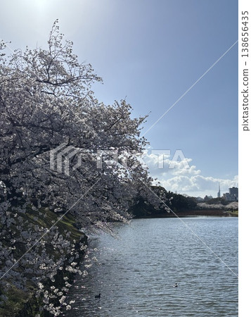 春天,大濠公園裡櫻花盛開,水邊景色宜人。 春天,大濠公園裡櫻花盛開,水邊景色宜人。 138656435