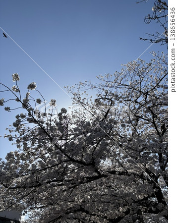 大濠公園兩旁盛開的櫻花樹,以及公園裡寧靜的春天 大濠公園兩旁盛開的櫻花樹,以及公園裡寧靜的春天 138656436