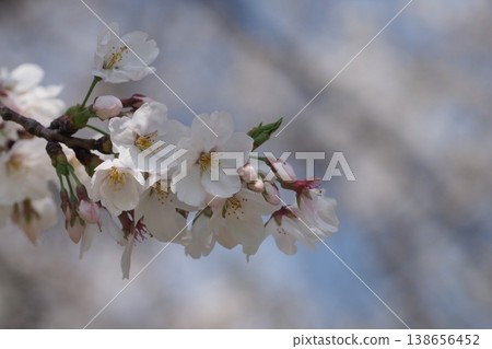 長井植物園的櫻花 長井植物園的櫻花 138656452