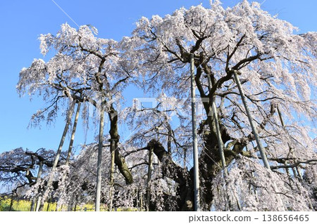 A spring scene of Miharu's Takizakura cherry tree and rapeseed blossoms; a fully bloomed weeping cherry tree spreads across the blue sky (Fukushima Prefecture) A spring scene of Miharu's Takizakura cherry tree and rapeseed blossoms; a fully bloomed weeping cherry tree spreads across the blue sky (Fukushima Prefecture) 138656465