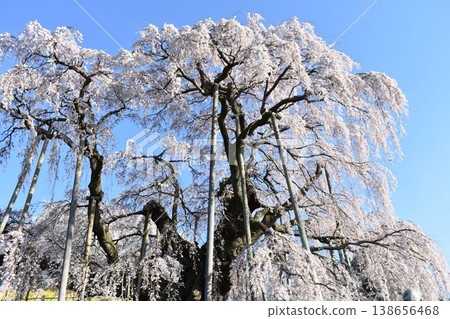 A spring scene of Miharu's Takizakura cherry tree and rapeseed blossoms; a fully bloomed weeping cherry tree spreads across the blue sky (Fukushima Prefecture) A spring scene of Miharu's Takizakura cherry tree and rapeseed blossoms; a fully bloomed weeping cherry tree spreads across the blue sky (Fukushima Prefecture) 138656468