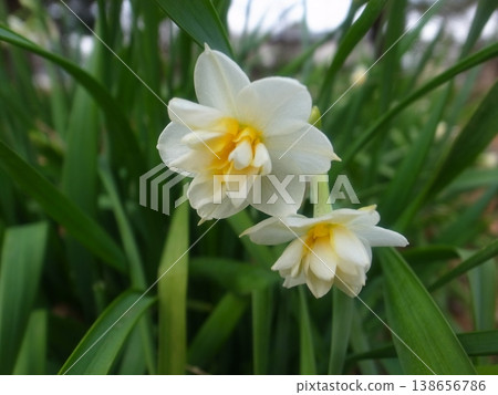 Narcissus Narcissus 138656786