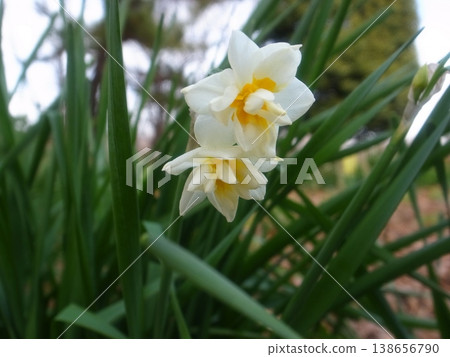 Narcissus Narcissus 138656790