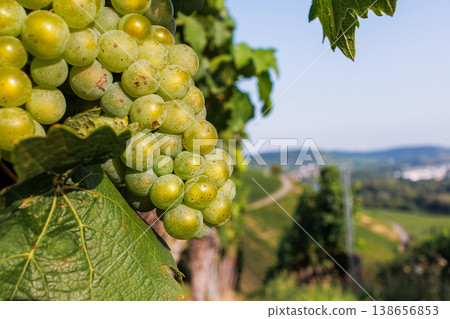 Close up of green grape cluster hanging on a grapevine with lush leaf and a blurred vineyard hillside in the background. Shallow depth of field Close up of green grape cluster hanging on a grapevine with lush leaf and a blurred vineyard hillside in the background. Shallow depth of field 138656853