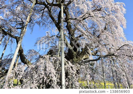 The weeping cherry tree of Miharu Takizakura in full bloom: A beautiful spring scene with a single cherry tree against a blue sky in Fukushima Prefecture. The weeping cherry tree of Miharu Takizakura in full bloom: A beautiful spring scene with a single cherry tree against a blue sky in Fukushima Prefecture. 138656903