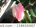 The overlapping petals of the beautiful maiden camellia, with its lovely profile. 138656987
