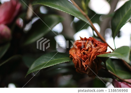花園裡凋謝的乙女山茶花。 花園裡凋謝的乙女山茶花。 138656998