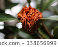 The withered camellia blossoms exude a beauty of final moments. 138656999