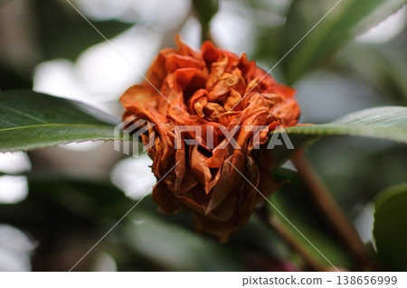The withered camellia blossoms exude a beauty of final moments. 138656999