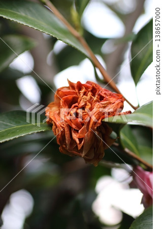 A garden scene where withered camellias stand quietly. A garden scene where withered camellias stand quietly. 138657000