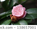 The dried form of the camellia flower evokes a sense of wabi-sabi. 138657001