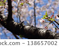 A clear blue sky and pale pink cherry blossoms 138657002