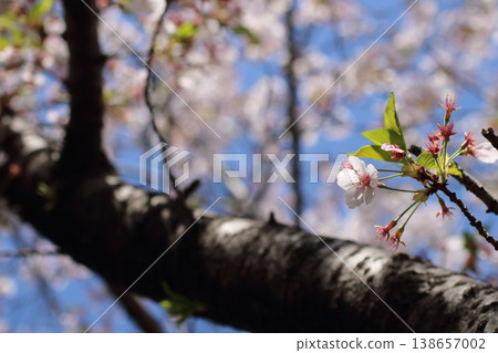 A clear blue sky and pale pink cherry blossoms 138657002
