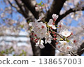 The tips of cherry blossom branches, shining in the sunlight. 138657003