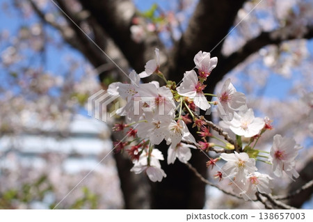 The tips of cherry blossom branches, shining in the sunlight. 138657003