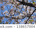 Beautiful cherry blossoms and blue sky that adorn Japan's spring 138657004