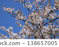 A scene of cherry blossoms in full bloom against a blue sky in Japan. 138657005