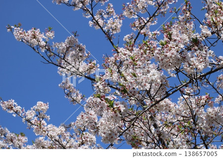 A scene of cherry blossoms in full bloom against a blue sky in Japan. 138657005
