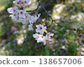 A beautiful depiction of Japanese cherry blossoms in a simple composition. 138657006