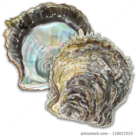A pearl oyster where the nacreous layer is slightly visible. 138657033