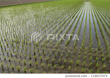Rural scenery Shonai, Yamagata Prefecture, one of Japan's leading rice fields 138657074