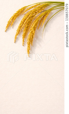 A Japanese paper background composition featuring ripe rice stalks gracefully drooping (copy space material). A Japanese paper background composition featuring ripe rice stalks gracefully drooping (copy space material). 138657079