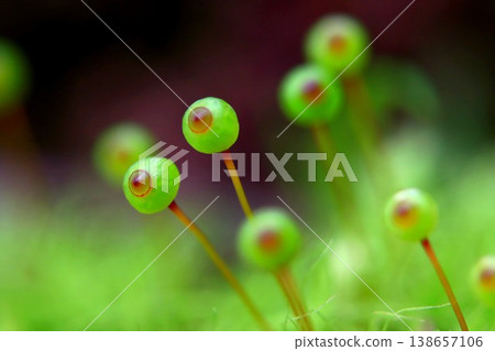 Egg moss in Satoyama 138657106