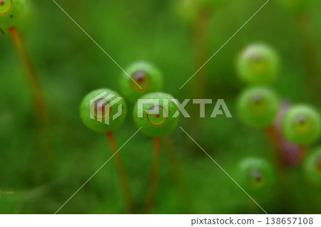 Egg moss in Satoyama Egg moss in Satoyama 138657108