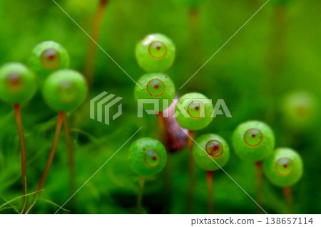 Egg moss in Satoyama Egg moss in Satoyama 138657114