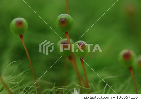 Egg moss in Satoyama 138657116