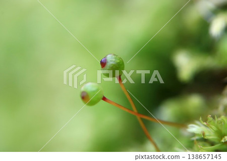 里山的卵苔 里山的卵苔 138657145