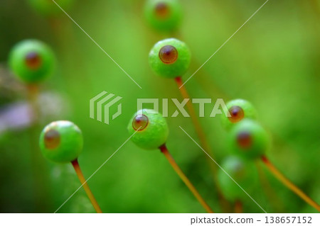 里山的卵苔 138657152