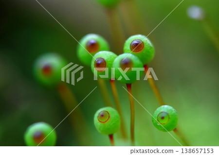 里山的卵苔 138657153