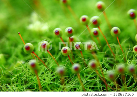Egg moss in Satoyama 138657160