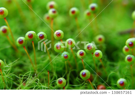Egg moss in Satoyama Egg moss in Satoyama 138657161