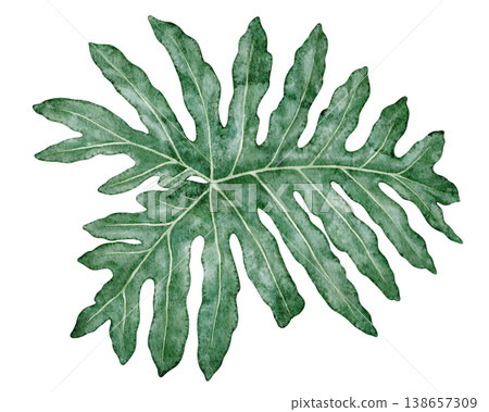 Watercolor tropical leaf Philodendron selloanum botanical illustration. Hand drawn green plant with realistic texture. Garden graphic floral design. Nature greenery element for indoor shrub template. 138657309