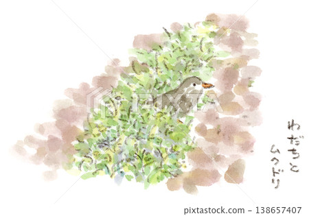 A watercolor illustration of a starling toddling along through the bushes, creating a green rutted path in a spring landscape. 138657407