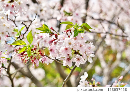 A cherry tree with new leaves emerging (spring, April) A cherry tree with new leaves emerging (spring, April) 138657438