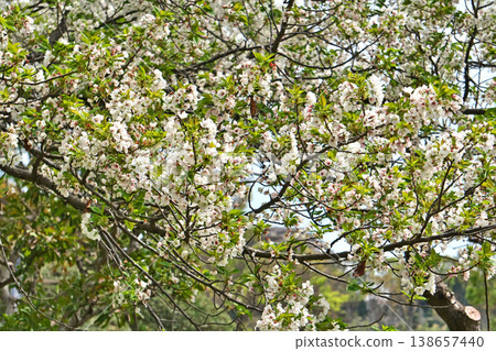 A cherry tree with new leaves emerging (spring, April) A cherry tree with new leaves emerging (spring, April) 138657440