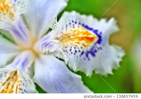 鳶尾花（春季，四月） 138657459