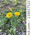 Dandelions blooming in the spring field 138657522