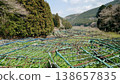 Wasabi fields in Ikadaba, Izu City, Shizuoka Prefecture 138657835