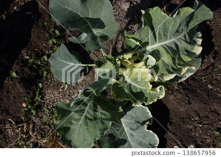 Broccoli micronutrient deficiency Broccoli micronutrient deficiency 138657956
