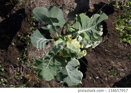 Broccoli micronutrient deficiency 138657957
