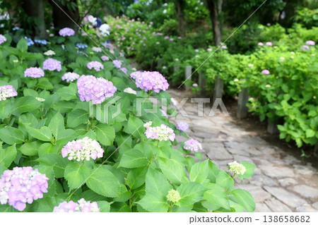 絢麗的繡球花（愛知縣甲田町本光寺） 138658682