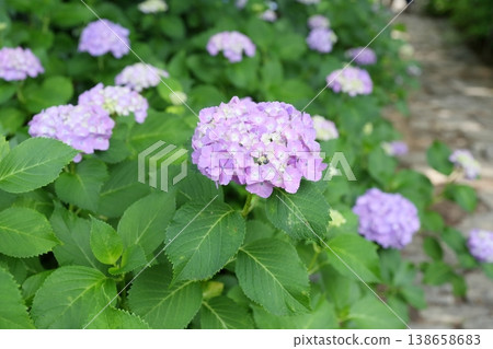 絢麗的繡球花（愛知縣甲田町本光寺） 138658683
